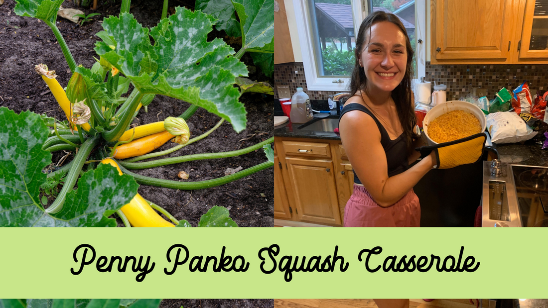 Special squash casserole recipe comes from beautiful homegrown garden squash baked into a delicious savory casserole topped with Piedmont Penny Panko cheese crumbs 